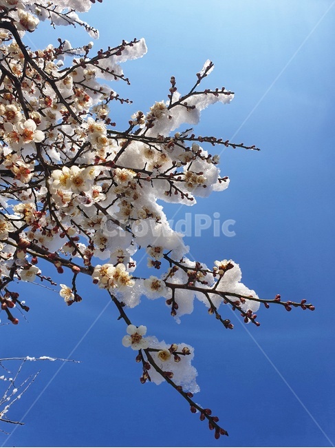plant,식물,blossom,꽃,flower