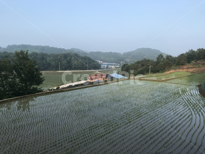 시골풍경,서천,농사,푸르름,힐링,자연인,산업,industry,industrial,농업,농사,agriculture,farming,farming industry