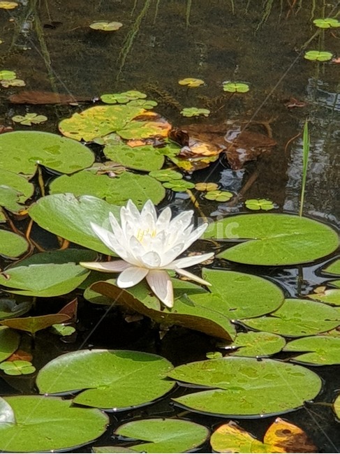 백련,흰연꽃,연꽃,여름야생화,수생식물
