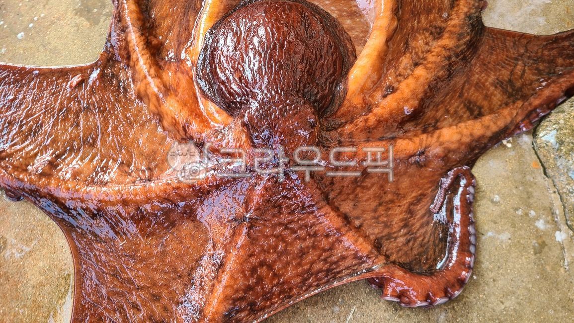 해양생물,문어,피문어,대문어,해산물