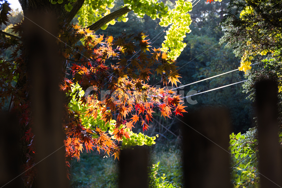 가을,단풍,풍경,산책,등산,산,가을산,가을,계절,fall,autumn,season,식물,자연,plants,nature,나무,trees,wood,휴식,힐링,rest,relaxation,healing,leaf,잎,plant,tree