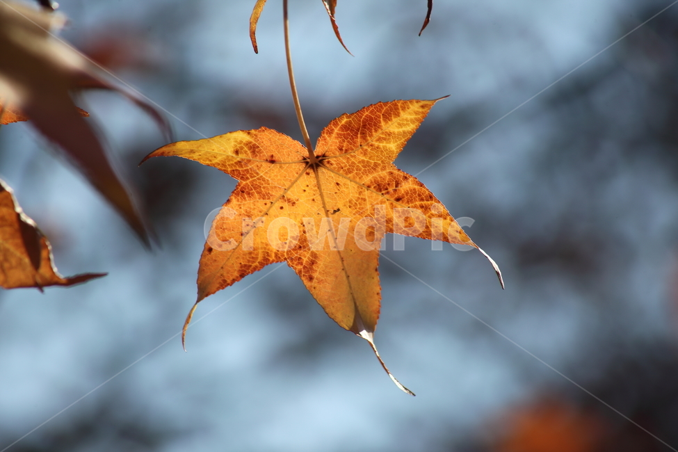단풍,미국풍나무,가을,liquidambarstyraciflua,sweetgum,가을,계절,fall,autumn,season,leaf,잎,plant,식물,tree,나무,bird,새,animal,동물,maple