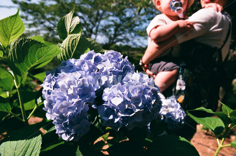 필름사진,엄마와아들,수국,여름,꽃,야생화,식물,자연,plants,nature,꽃,flower
