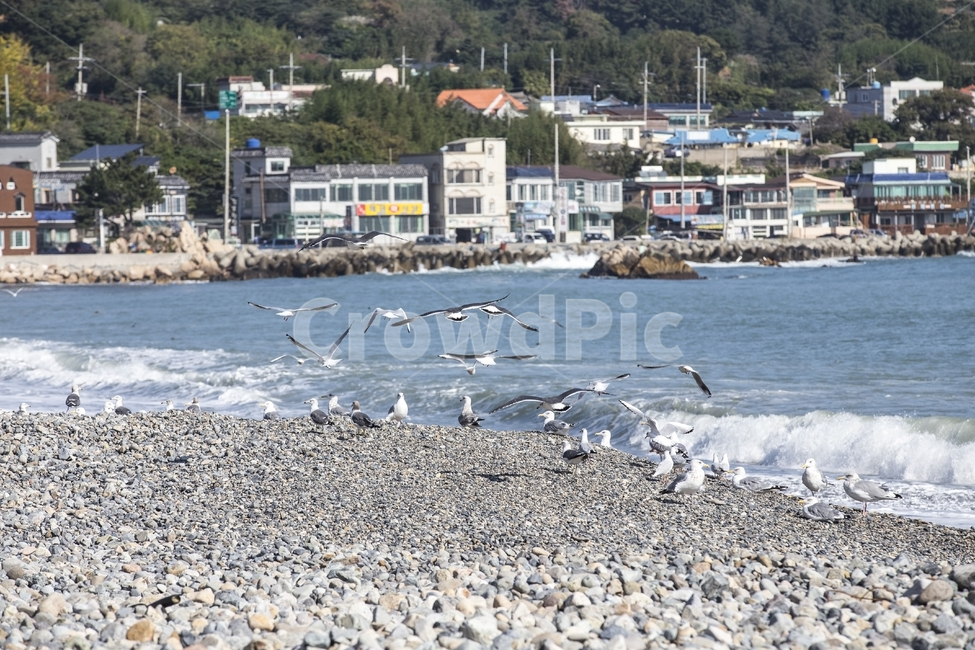 동해바다,갈매기,바다풍경,경치,시원함,파도,해변,바다,beach,sea,동물,animal,조류,새,birds
