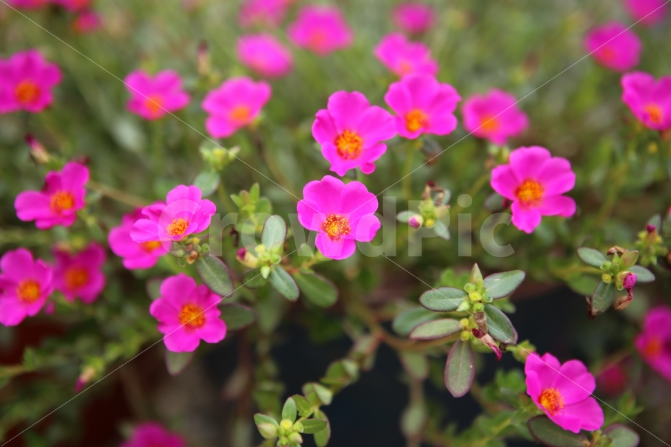 꽃,분홍꽅,채송화,배경,파워포인트,식물,자연,plants,nature,꽃,flower