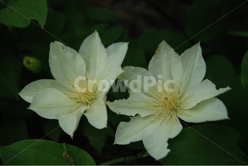 고령산,자연,휴양숲,봄,공원,봄,계절,spring,season,식물,자연,plants,nature,꽃,flower,plant,blossom