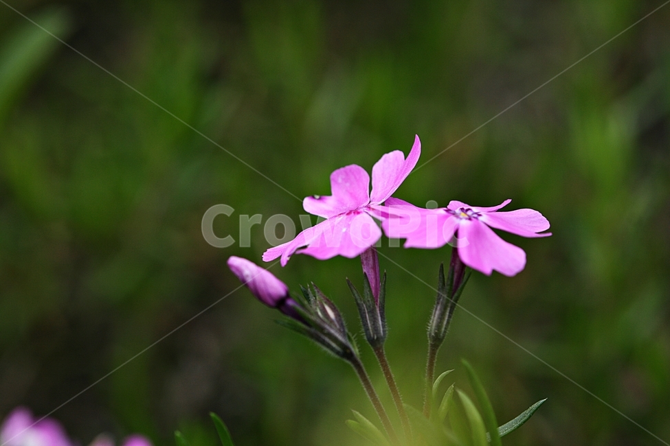 꽃,봄,자연,식물,플라워,공원,식물,자연,plants,nature,꽃,flower