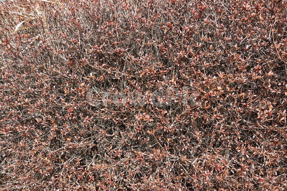 화단,식물,정원,도심,공원,산책,화창한,갈색,패턴,식물패턴,질감,텍스쳐,식물,자연,plants,nature