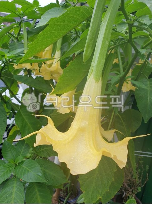 천사의나팔,생화,노랑꽃,잎,나팔꽃,포토샵소스,디자인소스,꽃디자인소스,그래픽소스