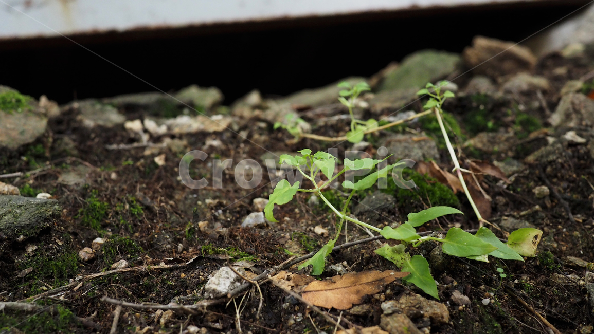 식물,잎사귀,그린,돌,plant