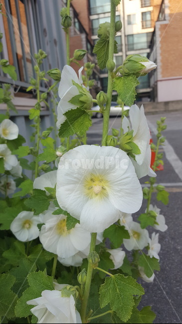 자연,식물,꽃,싱그러운,힐링,초록이,white,식물,자연,plants,nature,꽃,flower