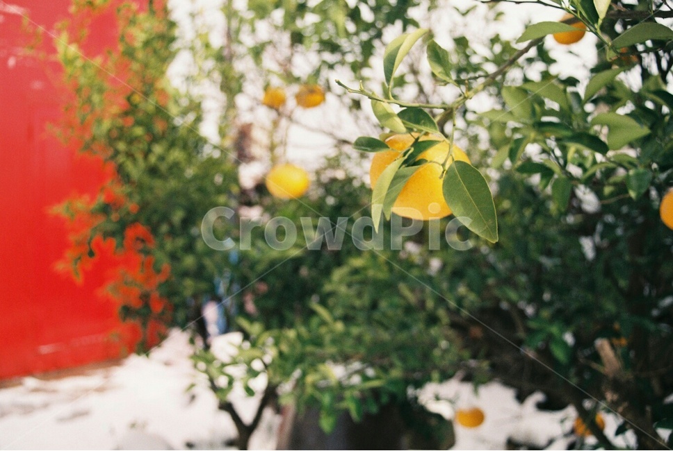 감귤류과일,과일,귤,제주도,겨울,눈,snow,winter,식물,자연,plants,nature