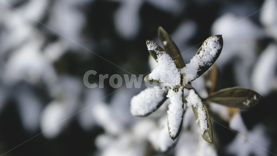 눈,겨울,계절,자연,풀잎,잎사귀,겨울,계절,winter,season,식물,자연,plants,nature