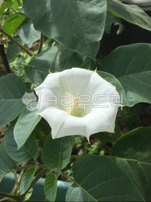 morning glory,white flower,angels trumpet,plant,flower