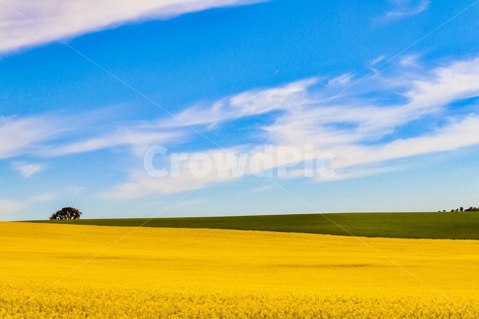 구름,노란꽃,유채꽃,카놀라유,들판,자연,풍경,nature,landscape,식물,plants,꽃,flower,field,들