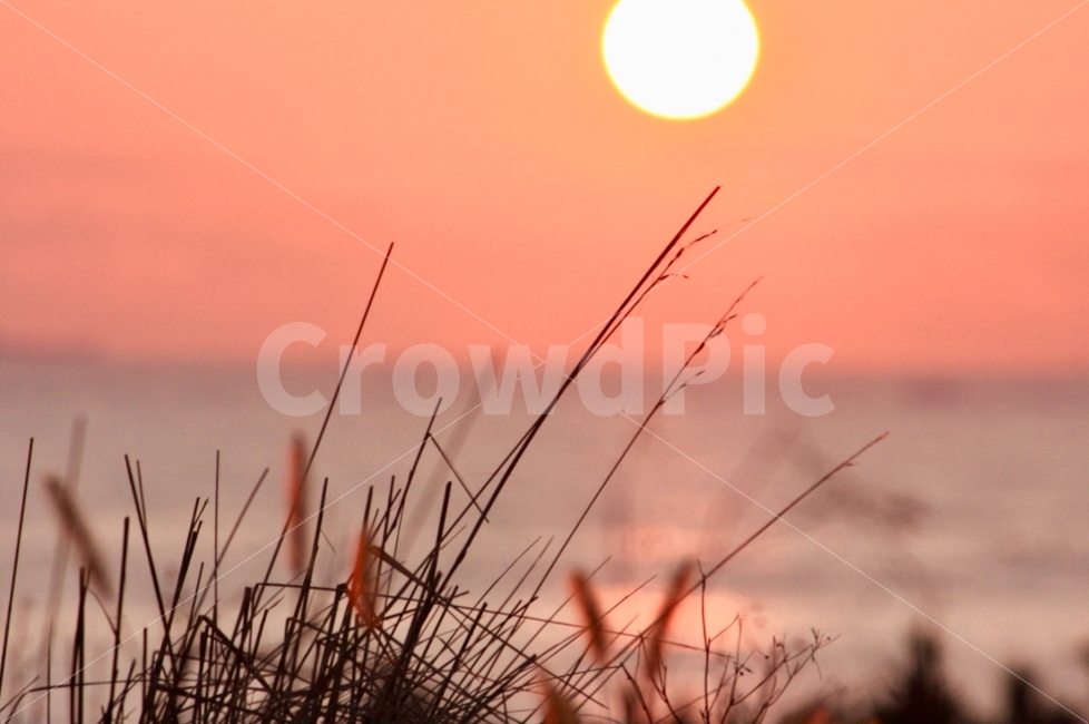 일출,강아지풀,태양,아침,가을,바다,여행,가을,계절,fall,autumn,season,자연,풍경,nature,landscape,식물,plants,감성,sensible,feeling,색깔,색상,색채,색감,color sense,color sensitivity,feeling of color,grass,잔디,plant