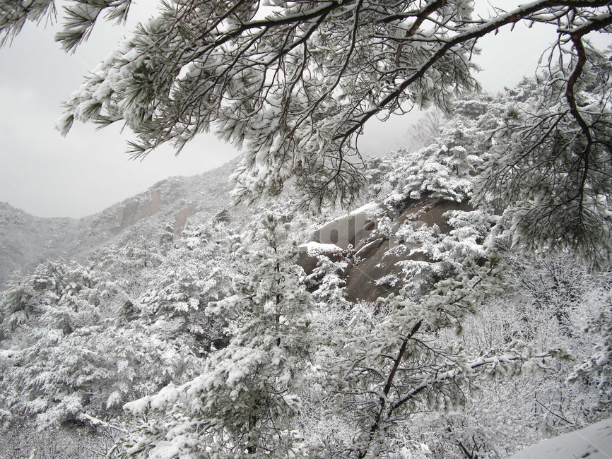 눈꽃,눈,설화,폭설,나무,겨울,나뭇가지,산,등산,수락산,겨울,계절,winter,season,자연,풍경,nature,landscape,outdoors,옥외,storm,폭풍,snow,blizzard,눈보라