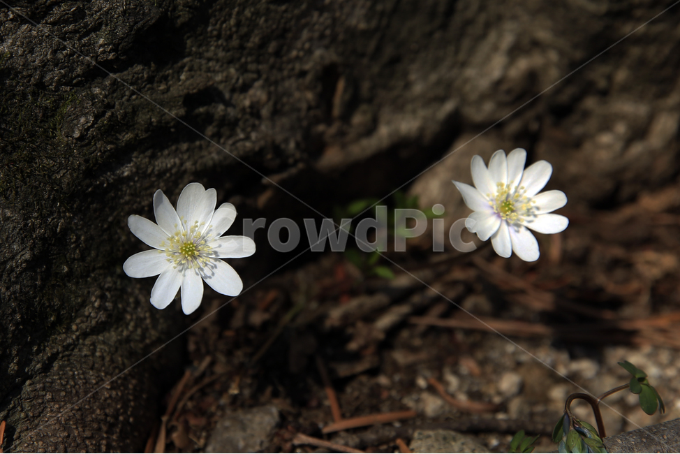 노루귀,청노루귀,야생화,봄야생화,설악산야생화,식물,자연,plants,nature,꽃,flower
