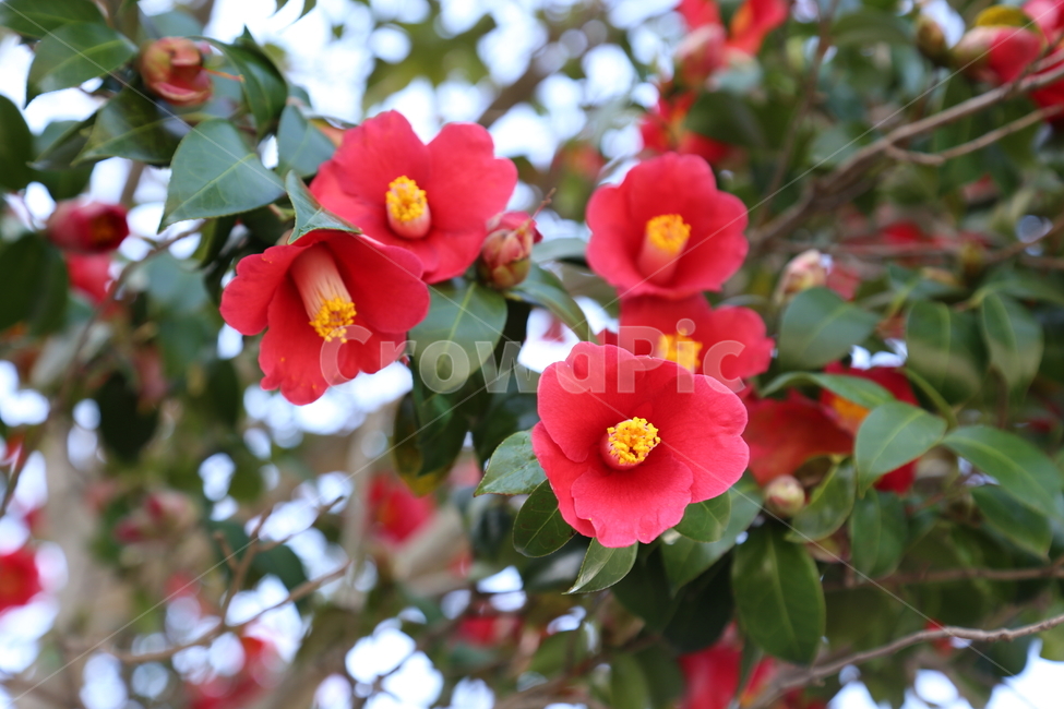 동백꽃,제주,동백,꽃,봄,식물,자연,plants,nature,꽃,flower
