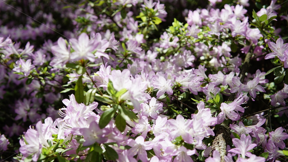 plant,식물,꽃,flower,자연,식물,자연,plants,nature,꽃,flower