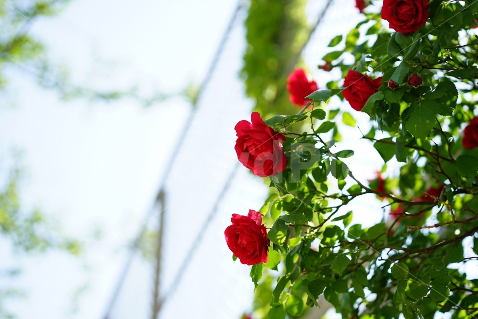 장미,로즈,꽃,레드,화사,여왕,플라워,flower,rose,자연,풍경,감성,감성사진,느낌,미,감동,신록,식물,자연,plants,nature,꽃,flower