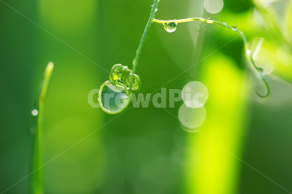 빗방울,비,아침햇살,풀,물방울,빛,식물,자연,plants,nature,휴식,힐링,rest,relaxation,healing