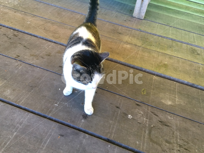 낚시터,낚시터고양이,고양이,양이,냥이,cat,동물,animal,포유류,mammal,고양이,cat,kitten,kitty