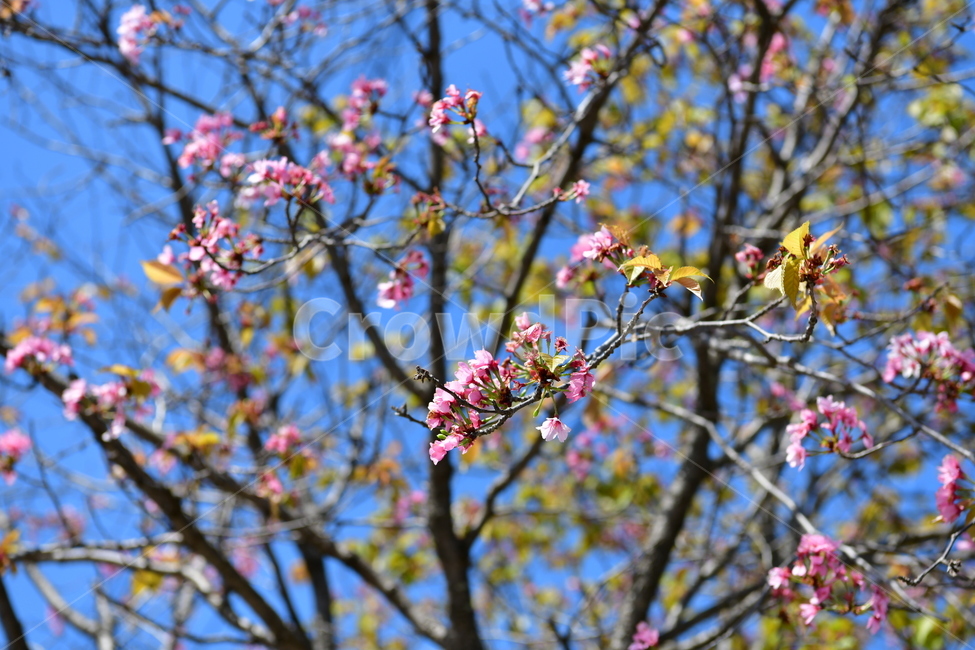꽃,봄,꽃잎,꽃나무,자연,봄꽃,분홍색,공원,야외,따뜻한,핑크,flower,pink