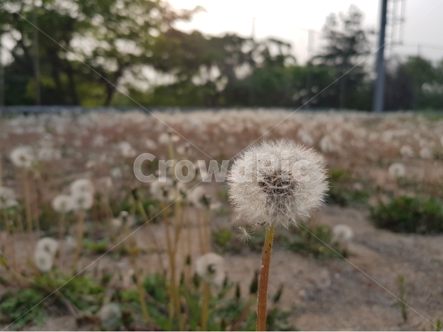 민들레,꽃,꽃밭,flower,봄