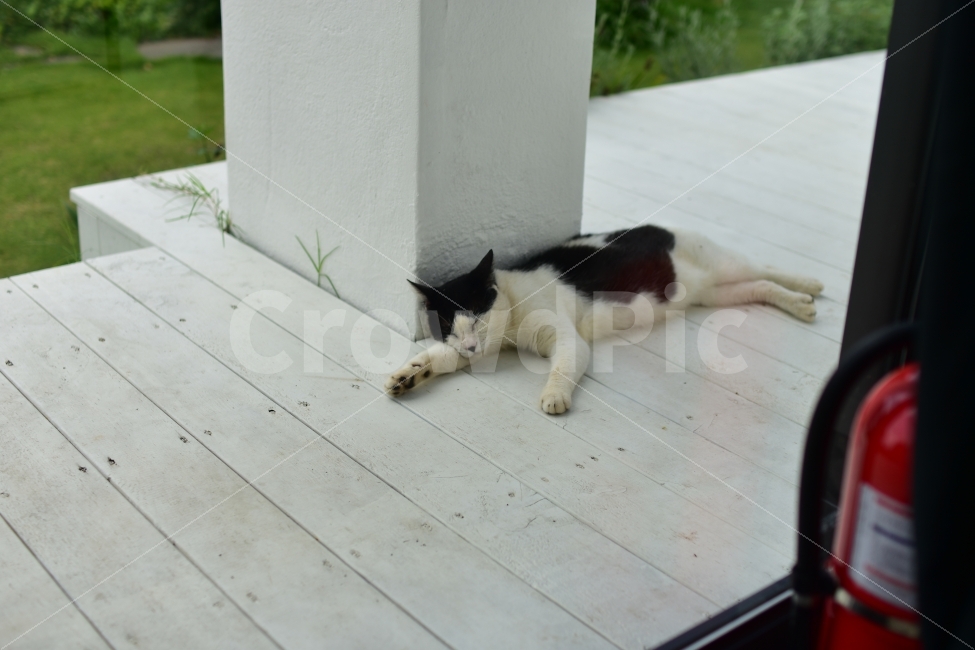 고양이,펫,동물,길고양이,낮잠,감성,여유,제주,마루,길냥이,배부름,검정,검정고양이,cat,동물,animal,포유류,mammal,고양이,cat,kitten,kitty