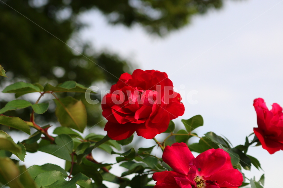 장미,꽃,장미꽃,식물,덩굴식물,붉은장미,자뎅드프랑스,자연,식물,자연,plants,nature,꽃,flower