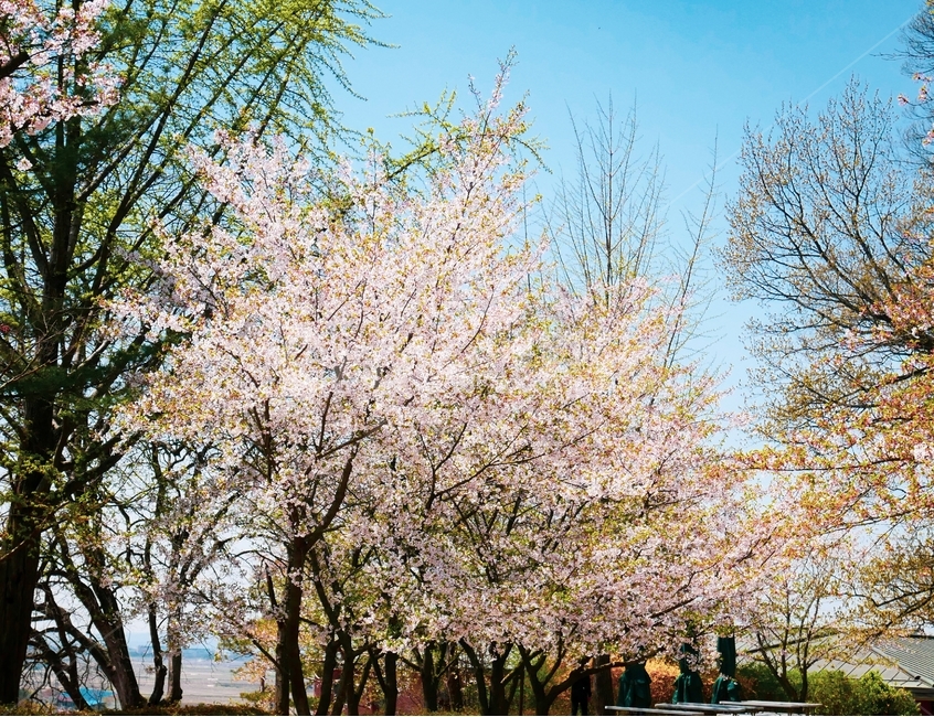 벚꽃,꽃,봄,풍경,하늘,나무,색감,감성,자연,풍경,nature,landscape,plant,식물