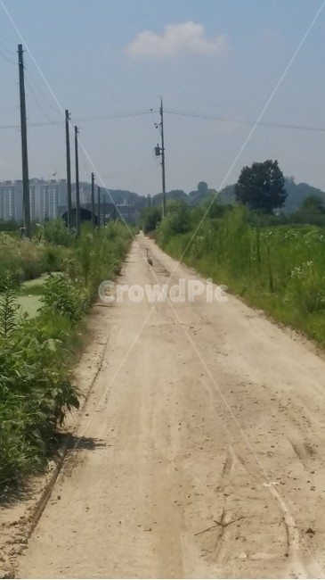 논풍경,농수로,벼,들판,논,자연,풍경,nature,landscape,road,도로