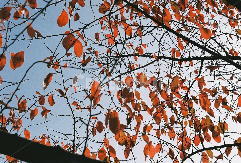 단풍,단풍잎,단풍나무,나뭇잎,하늘,가을색,가을,fall,autumn,계절,season,자연,나무,빨강,초록,식물,빛,햇빛,가을,계절,fall,autumn,season,식물,자연,plants,nature,plant