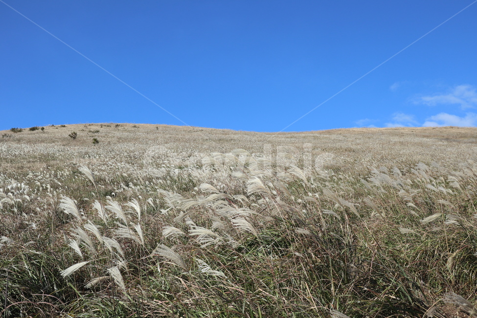 제주도,새별오름,오름,억새,식물,잔디,nature,grass,plant,outdoors,옥외,자연,가을,계절,fall,autumn,season,자연,풍경,nature,landscape,식물,plants,lawn
