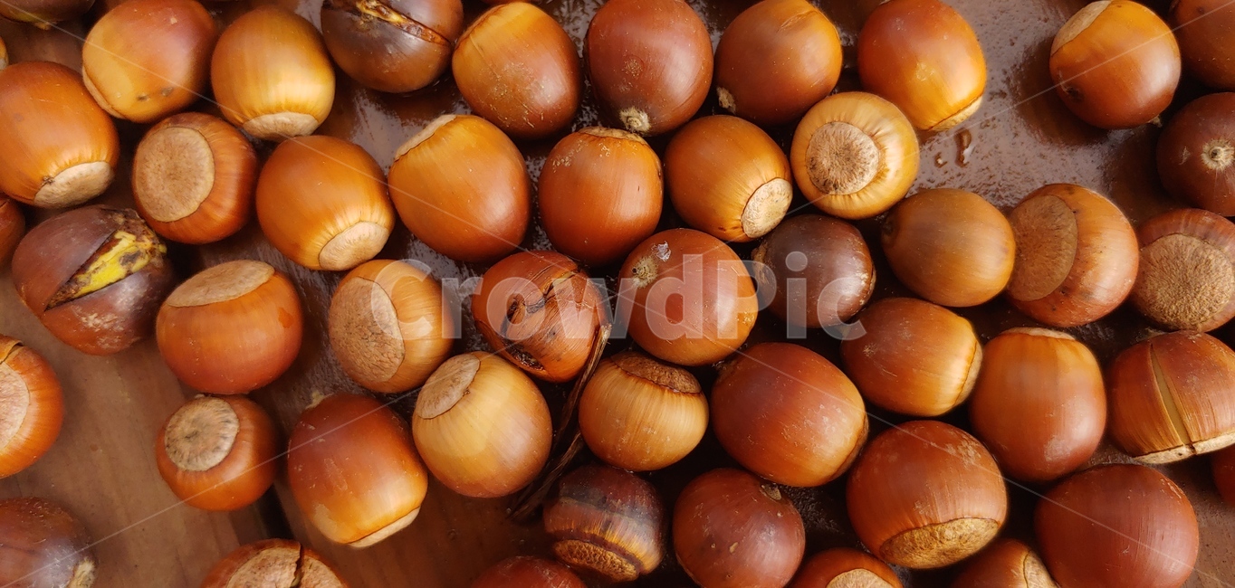 도토리,상수리,가을,열매,acorn,음식,식재료,요리,food,cook,meal,dishes,food reserves,과일,열매,fruit