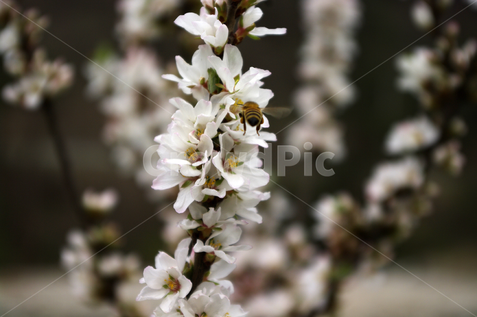 앵두꽃,꽃,flower,식물,plant,식물,자연,plants,nature,꽃,flower