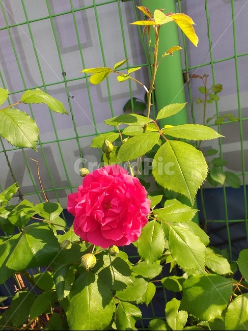 꽃,붉은색,사랑,열정,조경