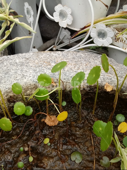 식물,plant,leaf,잎,수생식물,수련,식물,자연,plants,nature