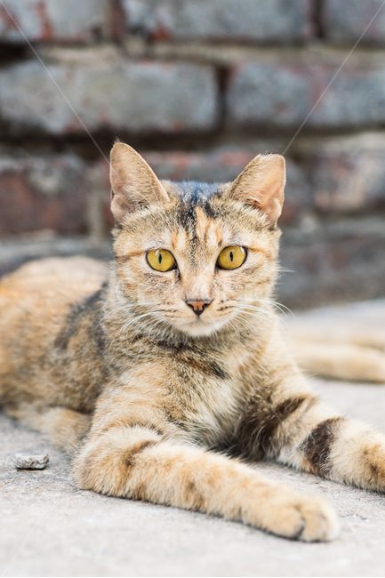 고양이,캣,cat,길냥이,길고양이,길냥,냥이,고양,동물,동물,animal,포유류,mammal,고양이,cat,kitten,kitty