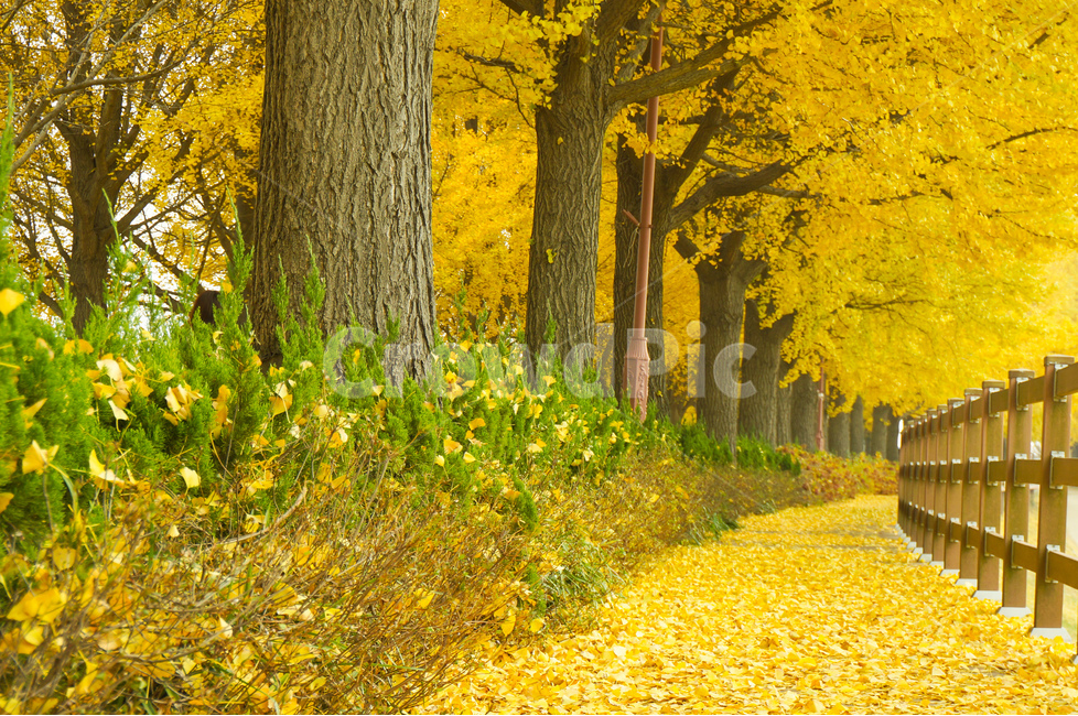 은행나무길,가을,은행잎,데크길,풍경,가을,계절,fall,autumn,season,자연,풍경,nature,landscape,식물,plants,나무,trees,wood,tree,plant