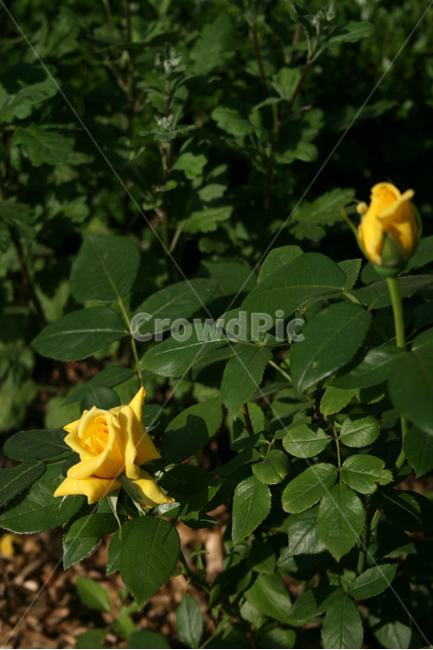 장미,장미덩쿨,식물,flower,plants,nature,꽃,꽃봉오리,식물,자연,plants,nature,꽃,flower