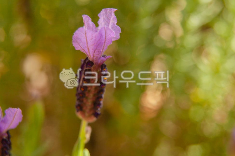 라벤더,꽃,헷살,보라꽃,꽃잎,정원