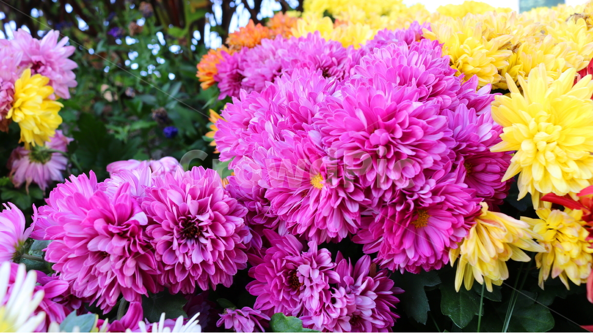 국화,꽃,국화꽃,식물,자연,소국화,가을,식물,자연,plants,nature,꽃,flower