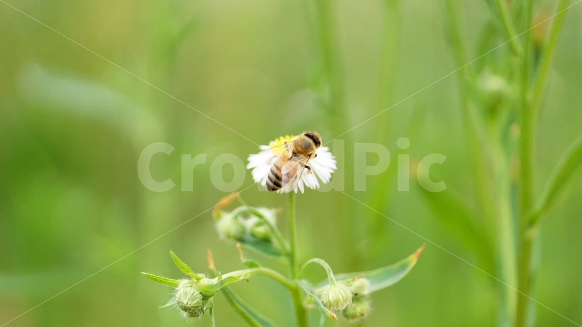 개망초,꽃,플라워,벌,곤충,자연,식물,꿀,nature,insect,honey,bee,flower,꿀벌,말벌,동물,animal,감성,감성사진,스냅,스냅사진,snap,snapshot,풍경,landscape,꽃사진,접사,macro,봄,spring,계절,season,한국자연,korea,식물,자연,plants,nature,동물,animal,곤충,벌레,insect,bug,꽃,flower