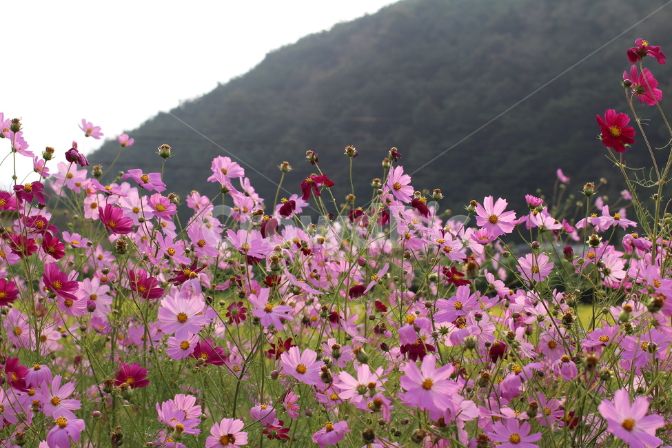 가을,코스모스,plant,꽃,식물,식물,자연,plants,nature,꽃,flower