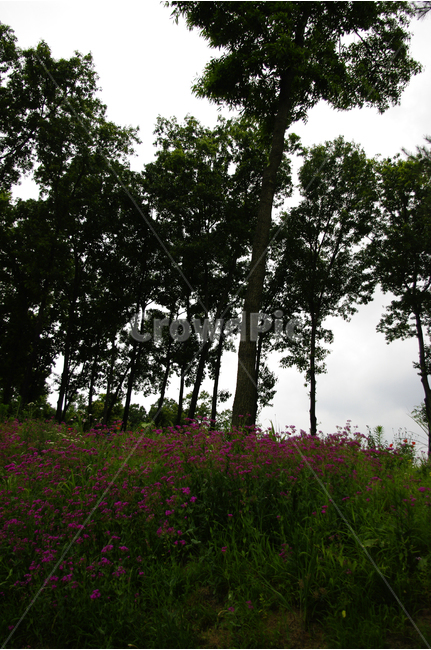백합,꽃,식물,flower,color,nature,자연,식물원,나무,꽃밭,자연,풍경,nature,landscape,식물,plants,나무,trees,wood,plant,tree