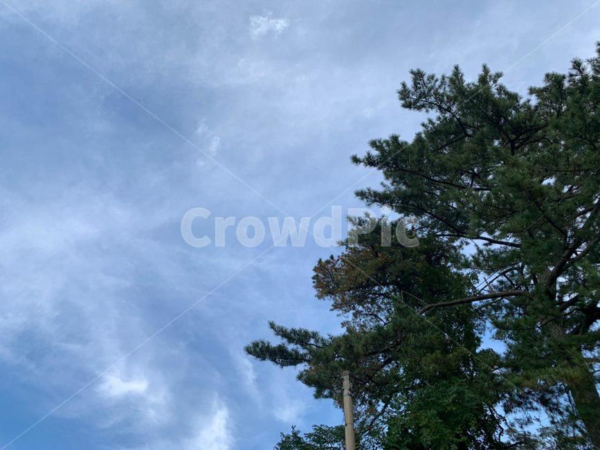 plant,식물,tree,나무,하늘,sky