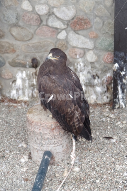 새,독수리,동물원,알마티,카자흐스탄,맹금류,eagle,birds,zoo,almaty,kazakhstan