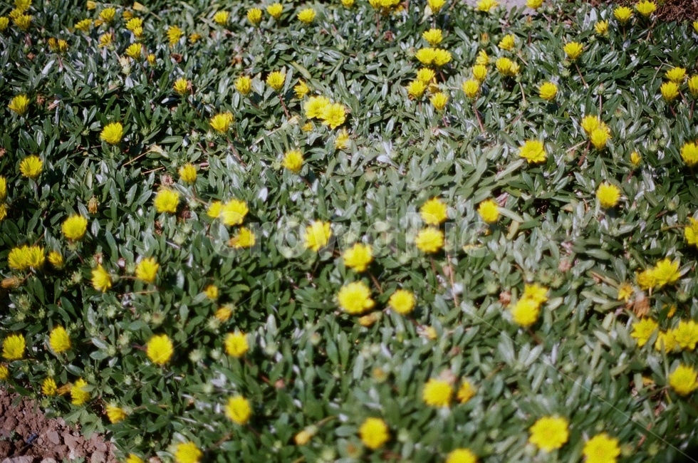 plant,식물,꽃,노란꽃,필름카메라